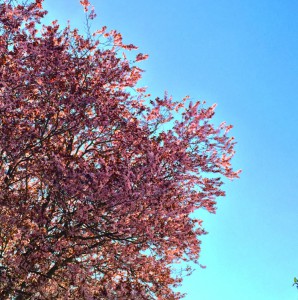japansk kirsebærtræ